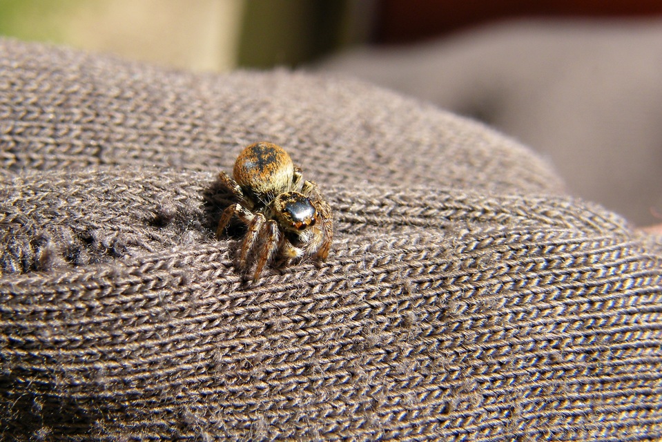 Carrhotus xanthogramma - rozsdás ugrópók