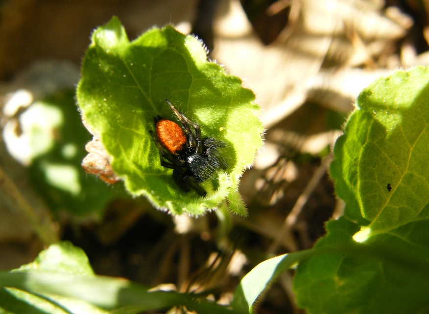 Carrhotus xanthogramma - rozsdás ugrópók