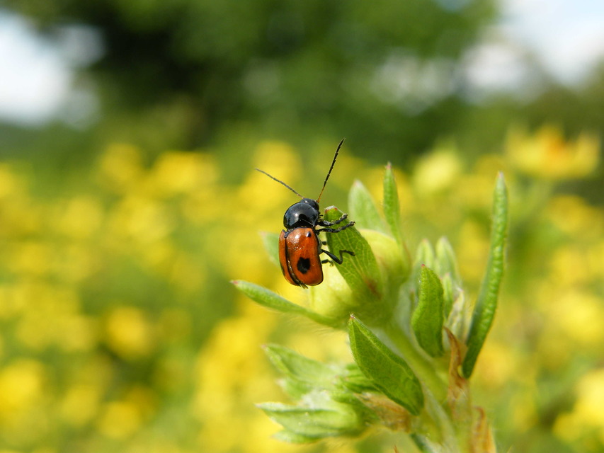 Cryptocephalus bipunctatus - kétpettyes zömökbogár