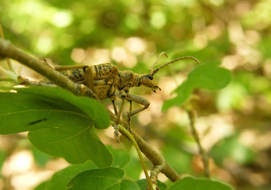 Rhagium sycophanta - tölgyes-tövisescincér