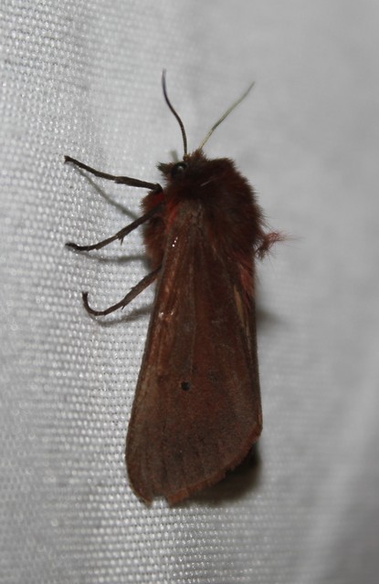 Phragmatobia fuliginosa - füstös medvelepke