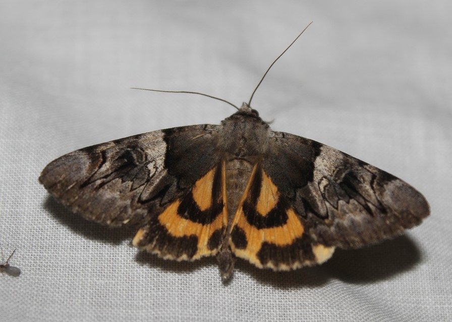 Catocala fulminea - galagonya-övesbagoly