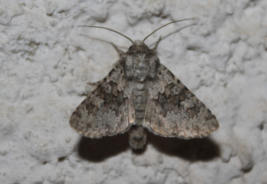 Hecatera dysodea - parajbagoly