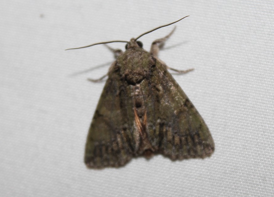 Polyphaenis sericata - selyemfényű erdeibagoly