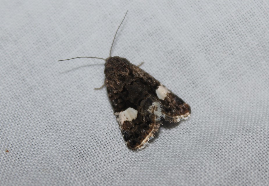 Tyta luctuosa - fekete nappalibagoly
