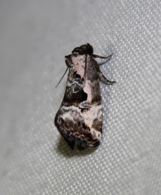 Hapalotis venustula - rózsaszínű mázasbagoly