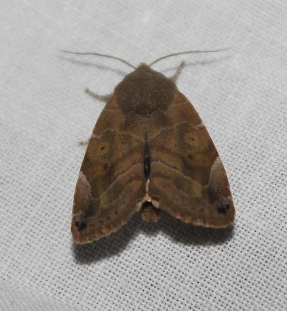Cosmia affinis - barna lombbagoly