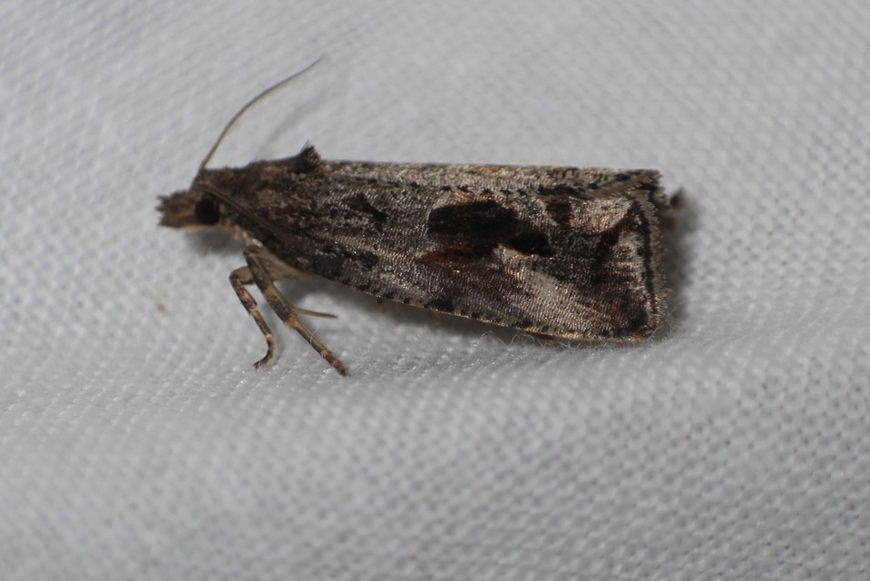 Endothenia quadrimaculana - mocsári tükrösmoly