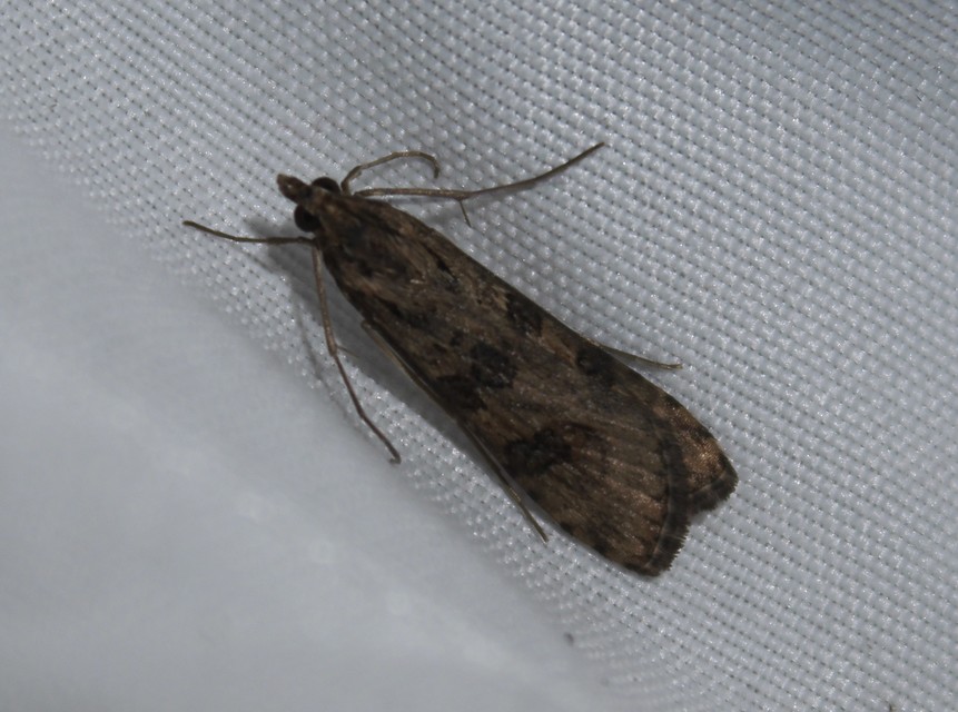 Nomophila noctuella - közönséges vándormoly