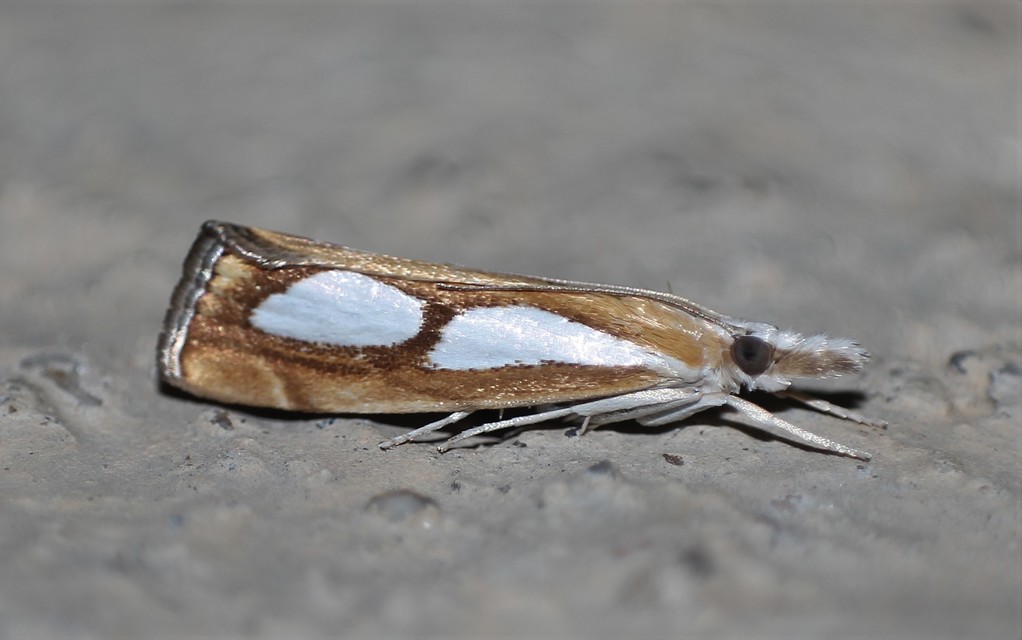 Catoptria pinella - ezüstös fűgyökérmoly