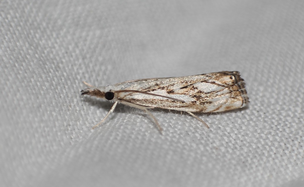 Catoptria falsella - hálós fűgyökérmoly