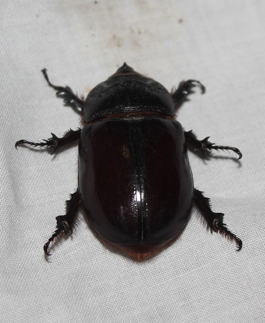 Oryctes nasicornis - orrszarvú bogár