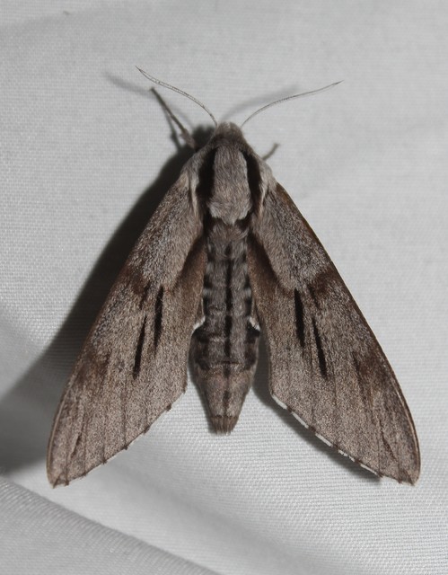 Hyloicus pinastri - fenyőszender