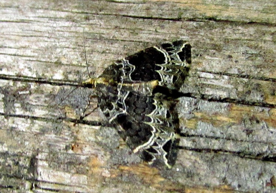 Ecliptopera silaceata - barna tarkaaraszoló