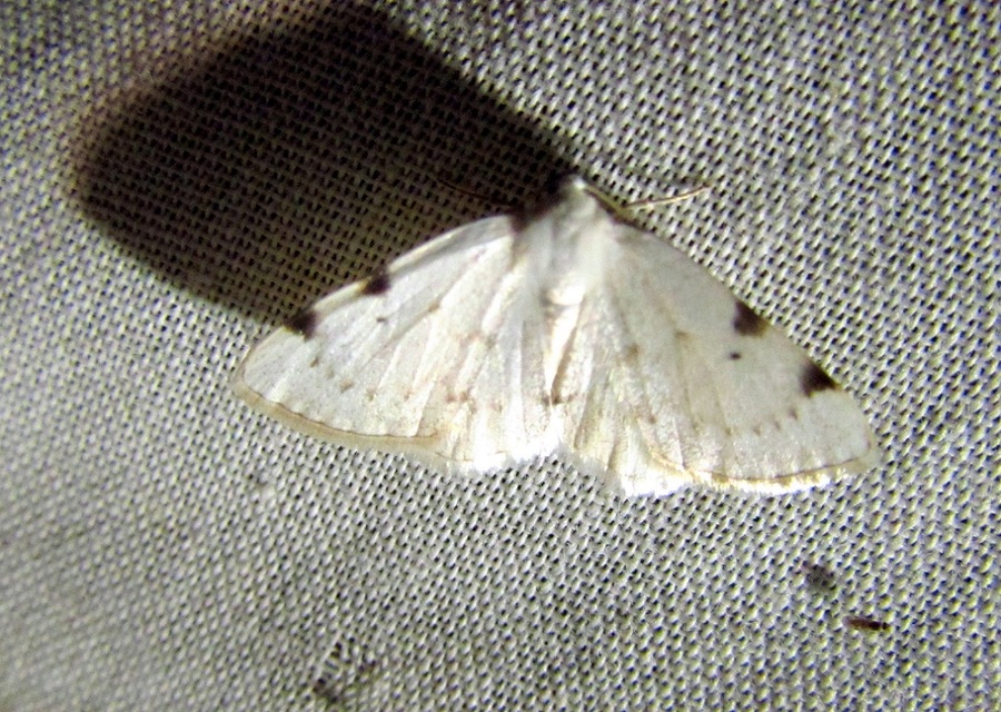 Lomographa bimaculata - kétpontos fehéraraszoló