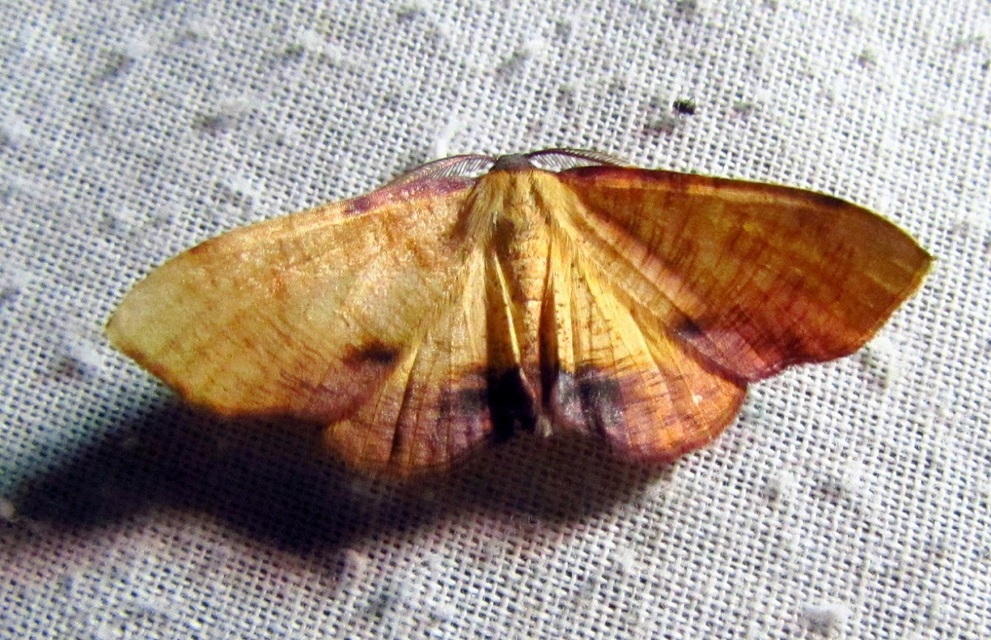Plagodis dolabraria - baltaszárnyú araszoló
