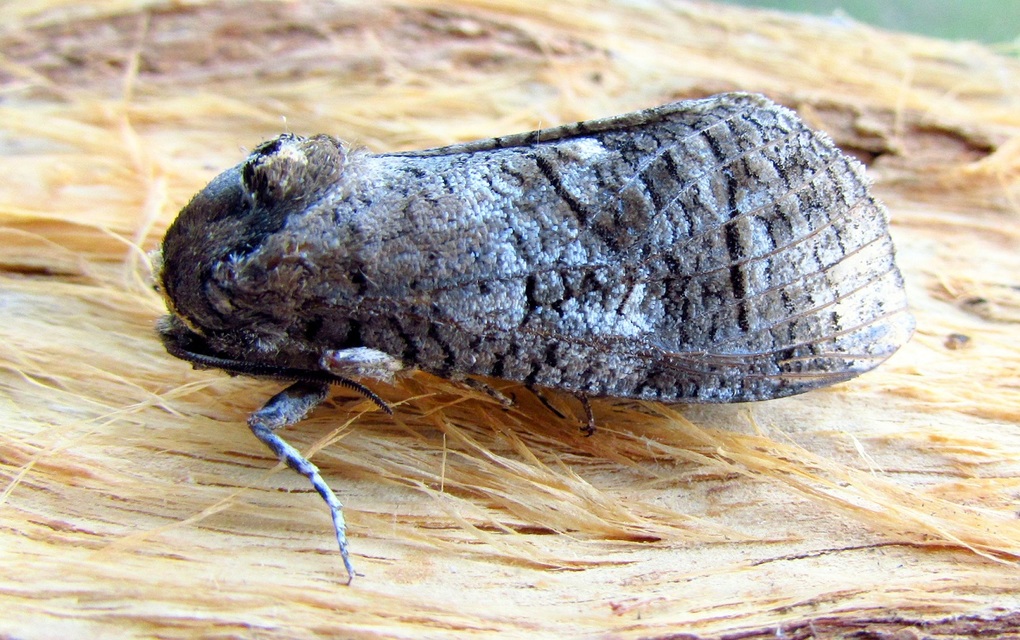 Cossus cossus - fűzfarontólepke