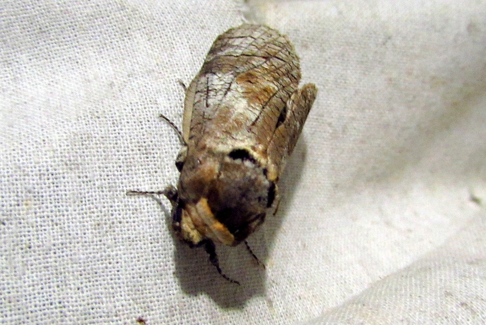 Cossus cossus - fűzfarontólepke