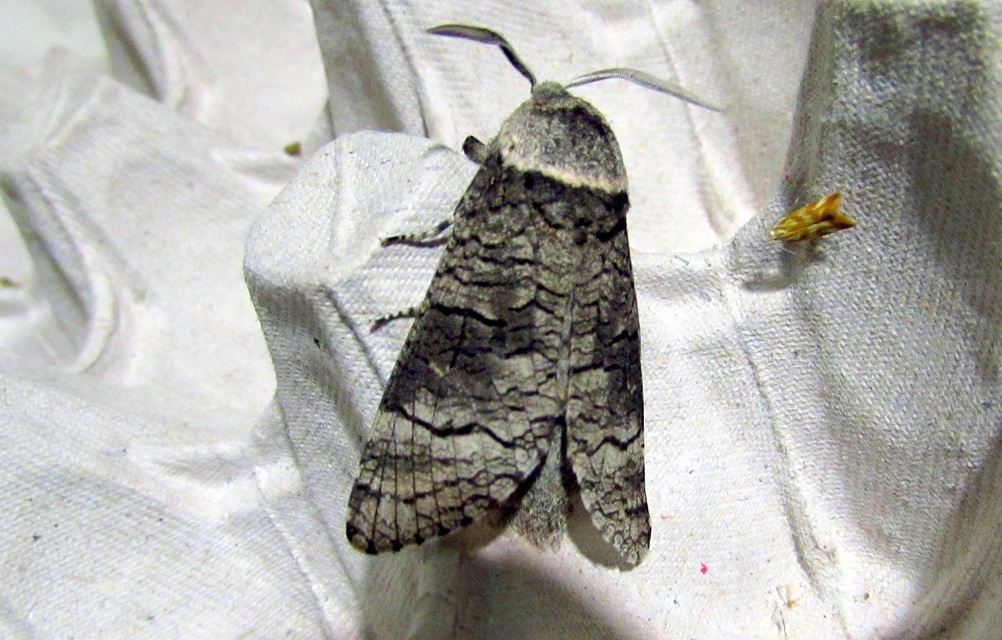 Acossus terebra - nyárfarontólepke