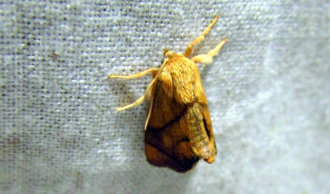 Apoda limacodes - kagylólepke