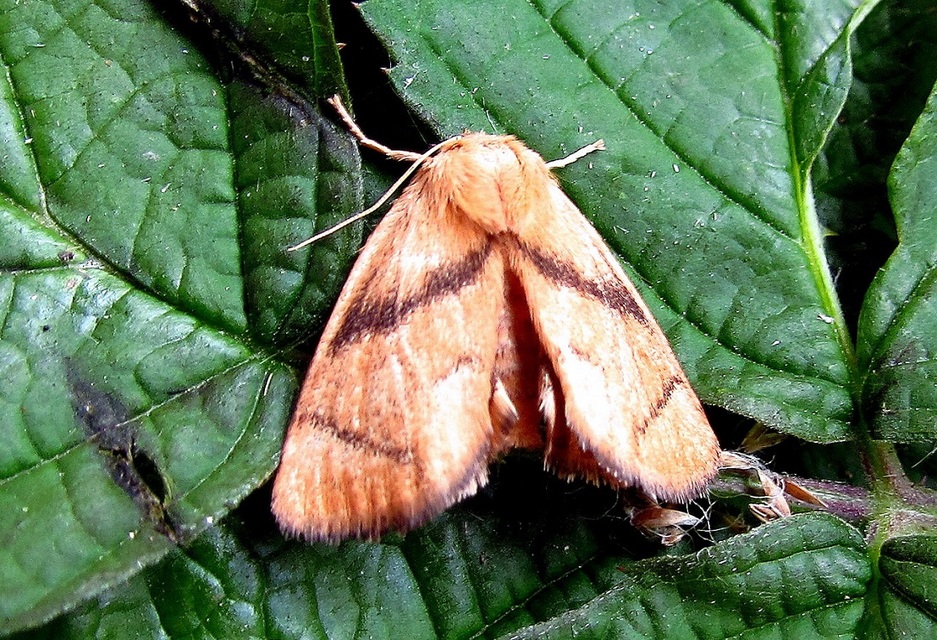 Apoda limacodes - kagylólepke
