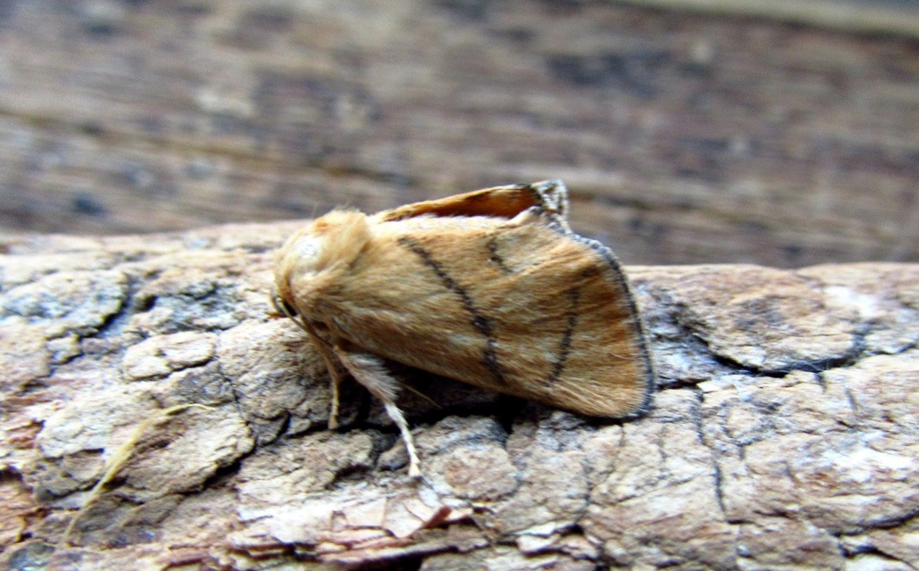 Apoda limacodes - kagylólepke