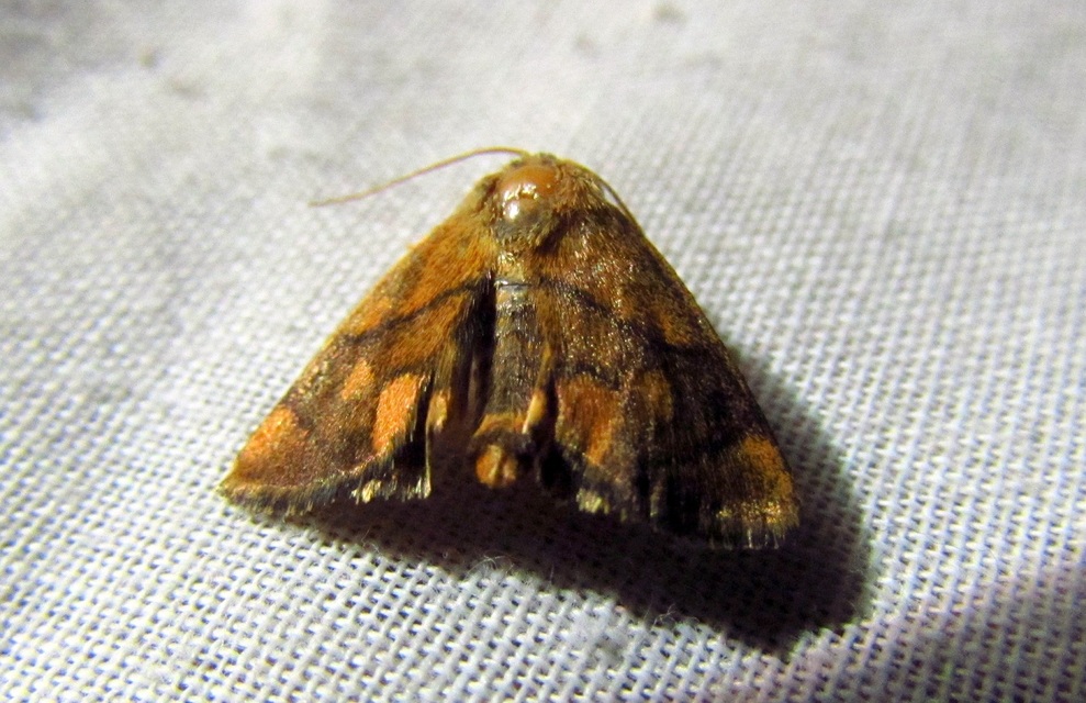 Apoda limacodes - kagylólepke