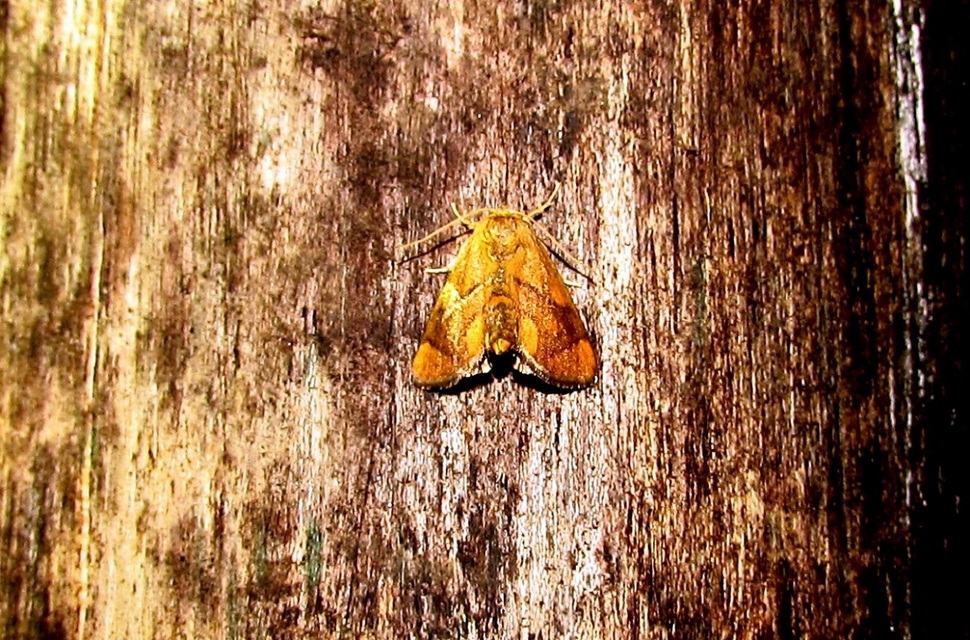 Apoda limacodes - kagylólepke