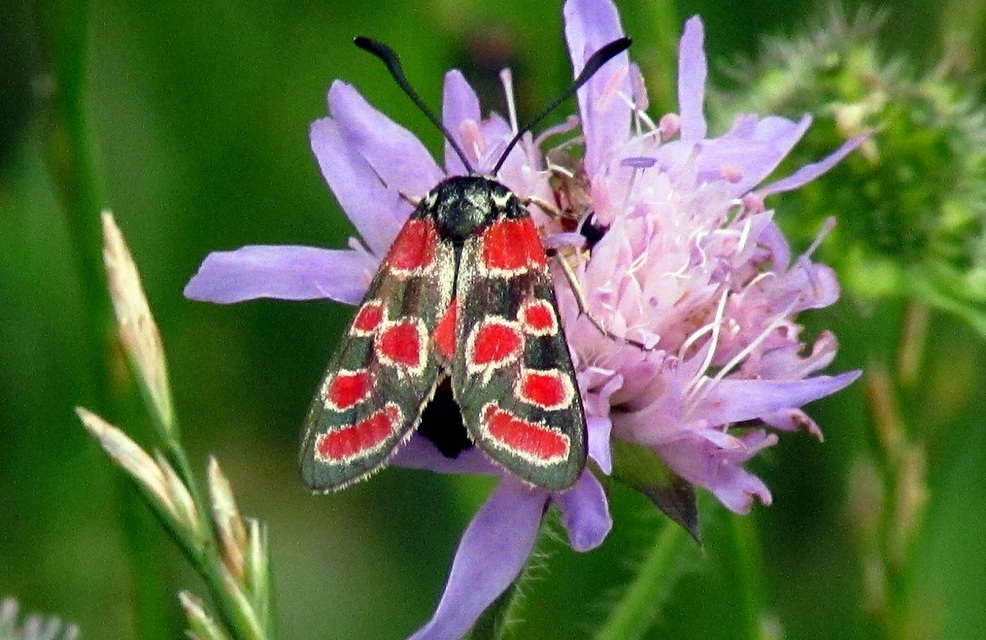 Zygaena carniolica - fehérgyűrűs csüngőlepke