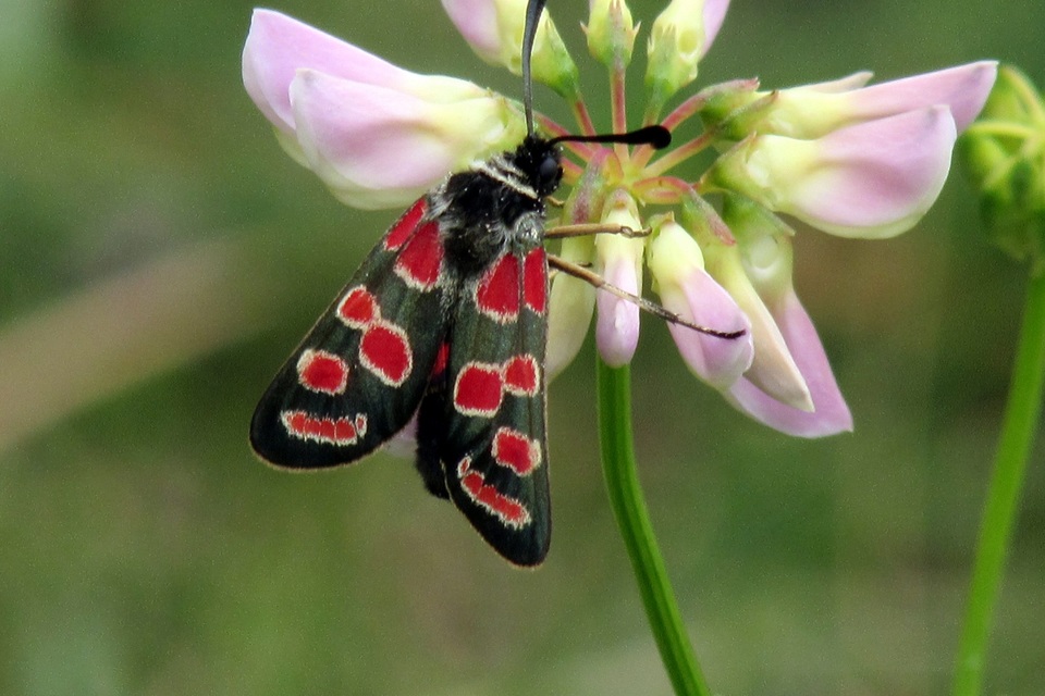 Zygaena carniolica - fehérgyűrűs csüngőlepke