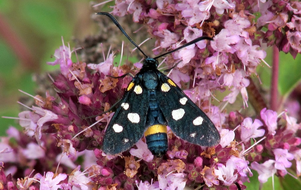 Zygaena ephialtes - változékony csüngőlepke