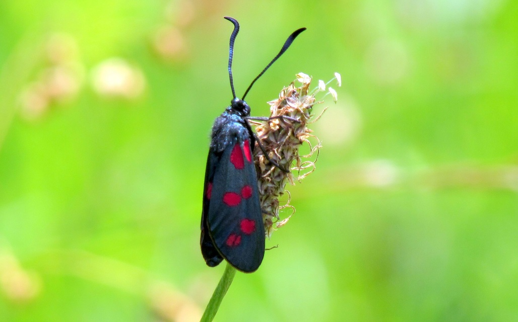 Zygaena filipendulae - acélszínű csüngőlepke