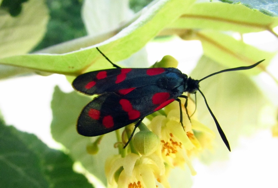 Zygaena filipendulae - acélszínű csüngőlepke