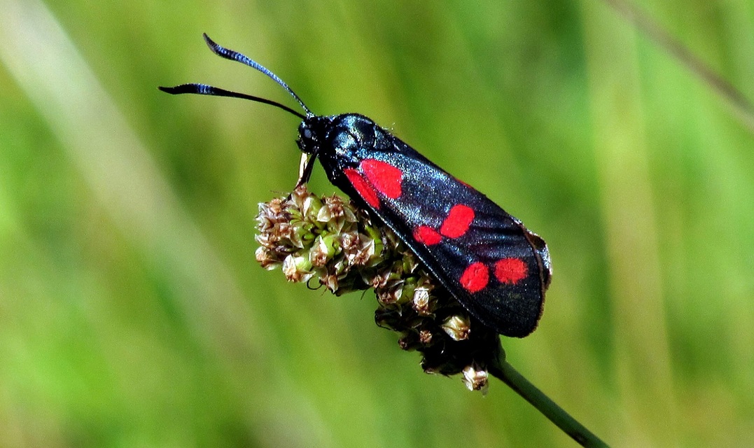 Zygaena filipendulae - acélszínű csüngőlepke