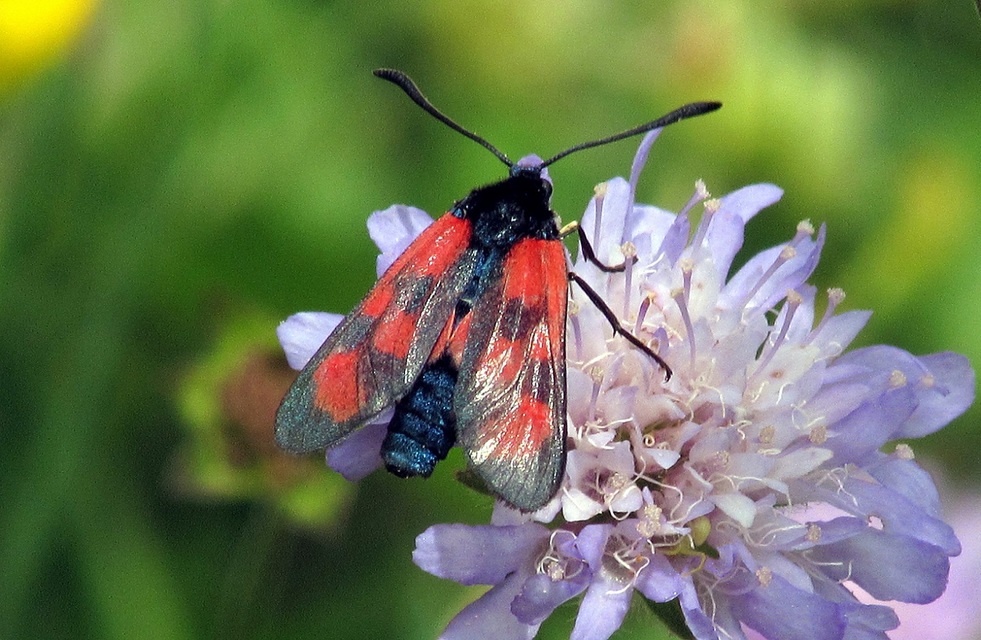 Zygaena loti - közönséges csüngőlepke