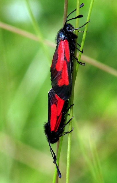 Zygaena minos/purpuralis
