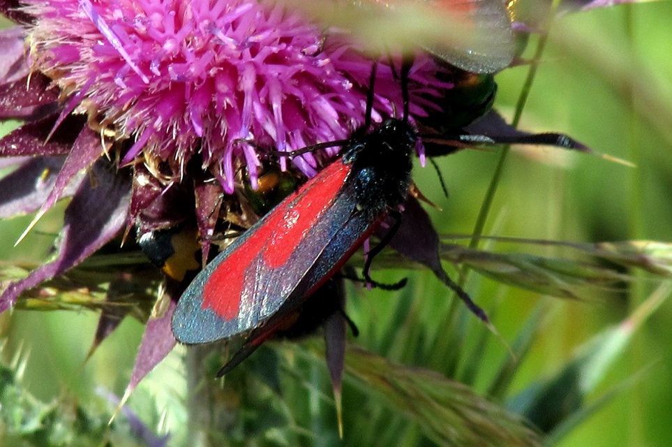 Zygaena minos/purpuralis