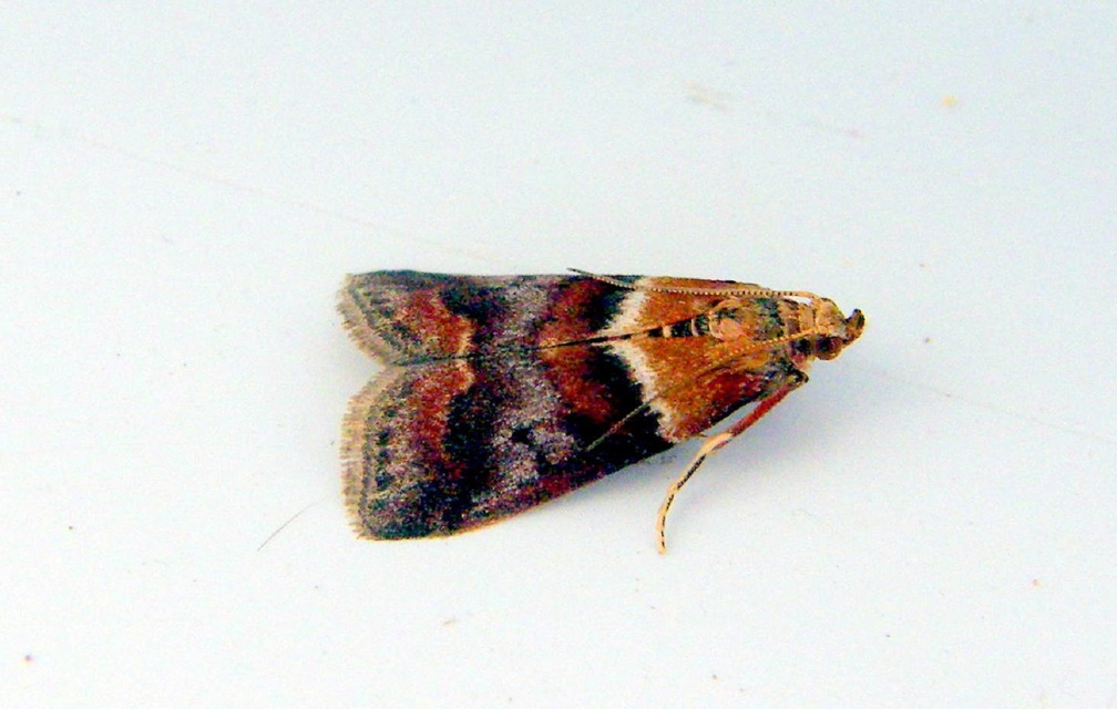 Acrobasis repandana - tarkamintás karcsúmoly