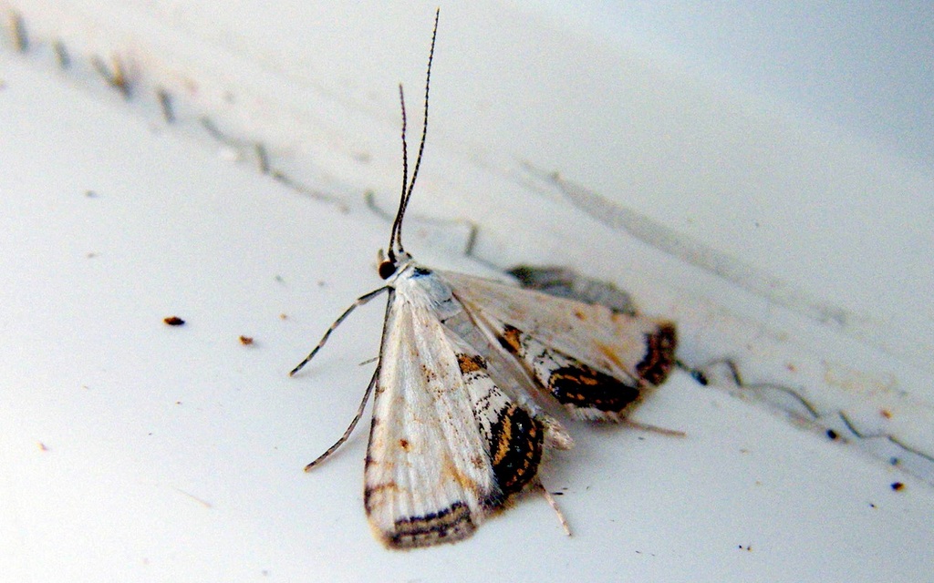 Cataclysta lemnata - békalencsemoly