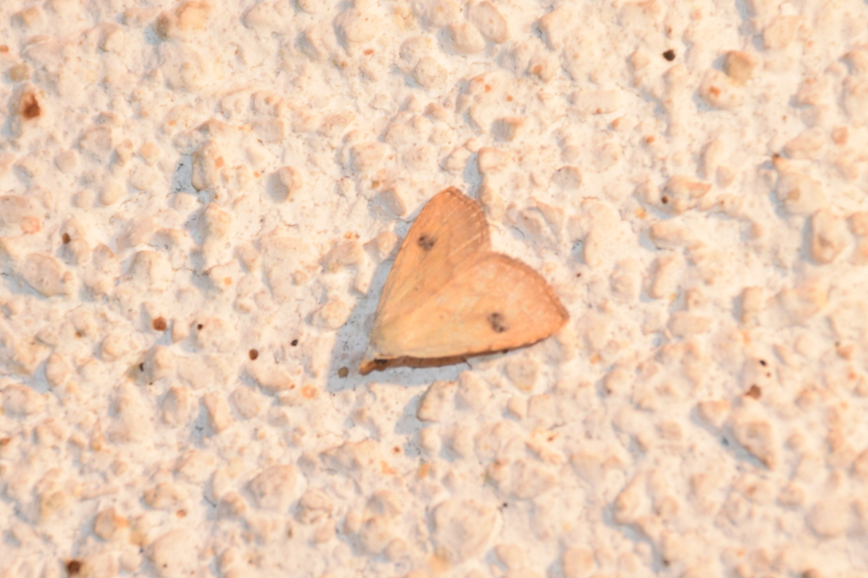 Rivula sericealis - selymes lórombagoly