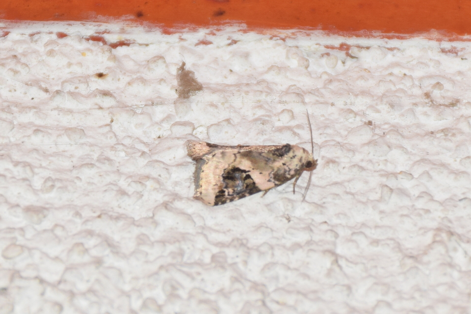 Pseudeustrotia candidula - fehéres apróbagoly