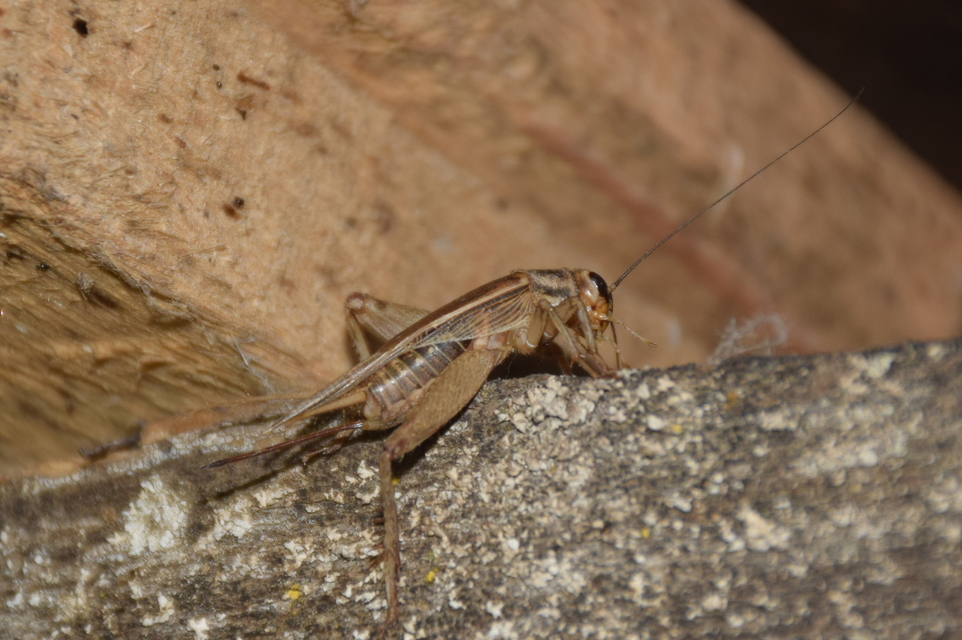 Acheta domesticus - házi tücsök