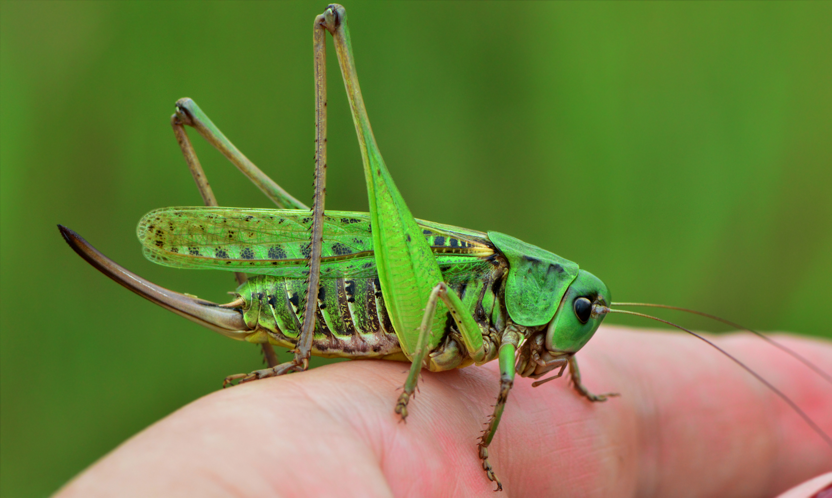 Decticus verrucivorus - szemölcsevő szöcske