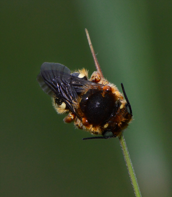 Anthidium