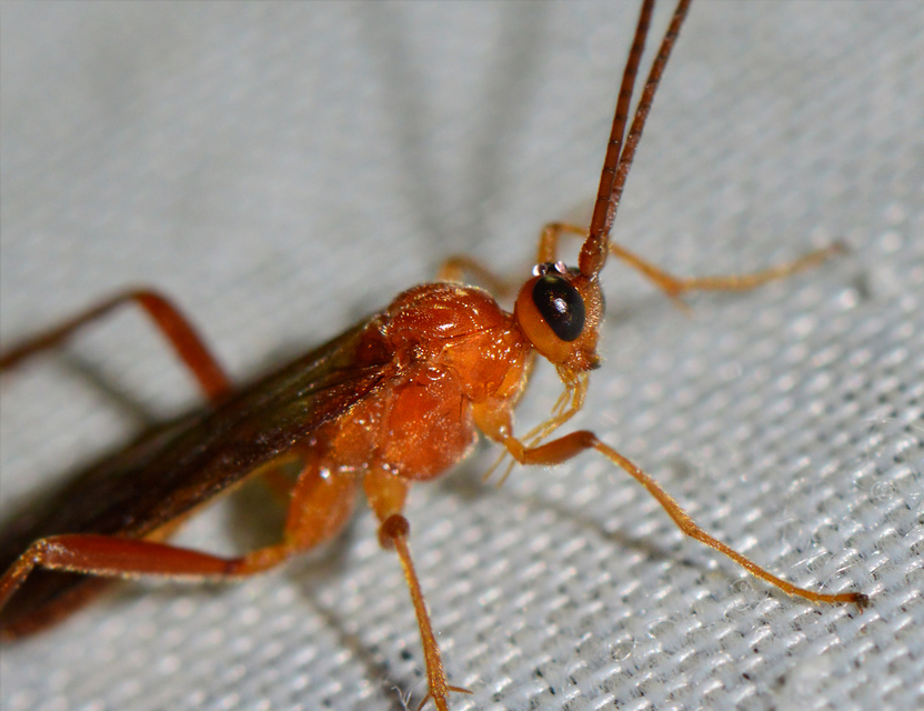 Braconidae - gyilkosfürkészek
