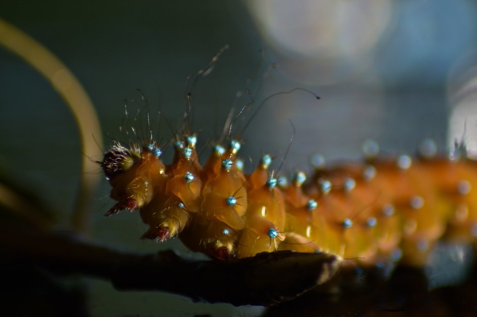 Saturnia pyri - nagy pávaszem