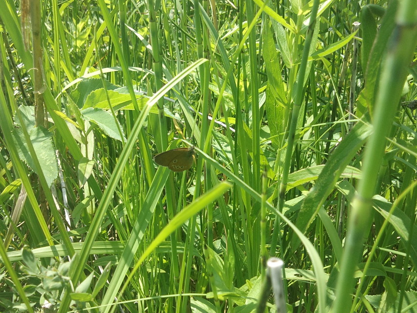 Coenonympha oedippus - ezüstsávos szénalepke