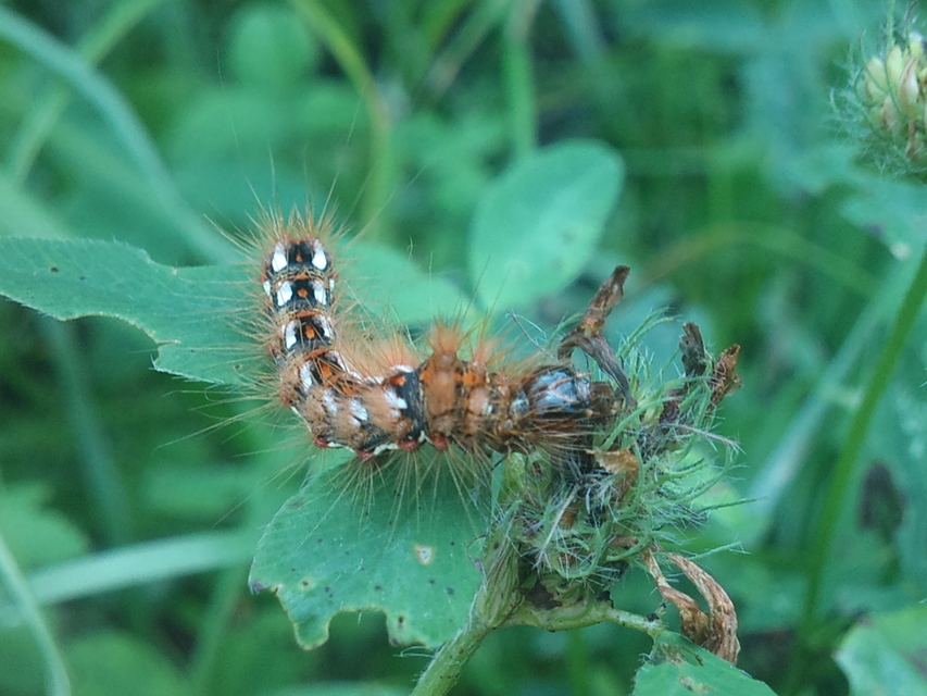Acronicta rumicis - sóska-szigonyosbagoly