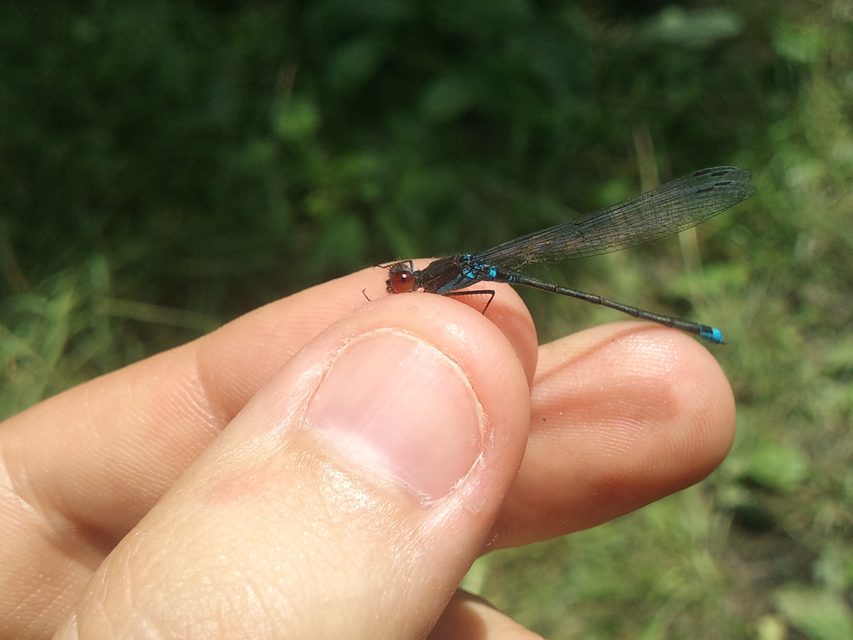 Erythromma viridulum - kis pirosszemű-légivadász