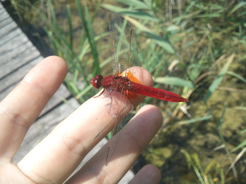Crocothemis erythraea - skarlát szitakötő